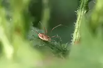 Gemeiner Weberknecht (Phalangium opilio) am 23.6.2010 in Kleinheringen