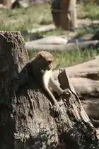 Kleiner Rhesusaffe beim Spielen im Leipziger Zoo.