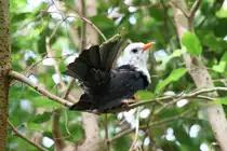 Wei�kopf-Schwarzb�lb�l (Hypsipetes leucocephalus) am 27.6.2010 im Leipziger Zoo.