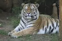 Sibirischer Tiger am 27.6.2010 im Leipziger Zoo.