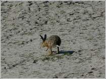 Ob dieser Hase wohl ein Bad nehmen will, gesehen am Strand von Neuharlingersiel am 09.05.2012. (Jeanny)