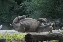 Jetzt geht es richtig zur Sache. Ostafrikanisches Spitzmaulnashorn beim Trockenw�lzen. Leipziger Zoo am 27.6.2010.