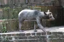 Brillenb�r (Tremarctos ornatus) am 27.6.2010 im Leipziger Zoo. Dieser B�r leidet an einem zeitweisen Juckreiz, �hnlich der Schuppenflechte. Dadurch ist von dem Fell nicht mehr viel �brig. 