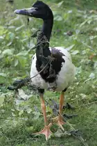 Spaltfu�gans (Anseranas semipalmata) am 27.6.2010 im Leipziger Zoo.