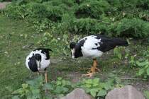 Spaltfugans (Anseranas semipalmata) am 27.6.2010 im Leipziger Zoo.