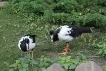 Spaltfu�gans (Anseranas semipalmata) am 27.6.2010 im Leipziger Zoo.