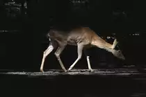 Burma-Leierhirsch (Rucervus eldii thamin) am 27.6.2010 im Leipziger Zoo.