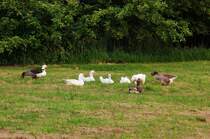 Hausgnse hocken zusammen auf einer Wiese. Eine der Gnse meint zur Anderen:  Spiel mir das Lied vom Tod!  Darauf die Andere:  Sankt Martin, Sankt Martin im Schnee das sass eine armer Mann!  ;-) Aber da sind diese schnen Tiere noch ein Stck weit entfernt von Freitag 8.6.2012