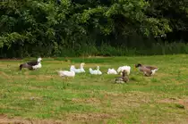 Hausg�nse hocken zusammen auf einer Wiese. Eine der G�nse meint zur Anderen:  Spiel mir das Lied vom Tod!  Darauf die Andere:  Sankt Martin, Sankt Martin im Schnee das sass eine armer Mann!  ;-) Aber da sind diese sch�nen Tiere noch ein St�ck weit entfernt von Freitag 8.6.2012