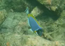 Ein Weisskehl-Doktorfisch (Acanthurus leucosternon) am Innenriff im s�dlichen Ari-Atoll, Malediven. 
