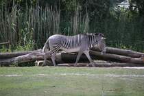 Grevy-Zebra (Equus grevyi) am 27.6.2010 im Leipziger Zoo.