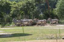 Grevy-Zebras (Equus grevyi) am 27.6.2010 im Leipziger Zoo.