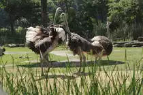 S�dafrikanische Blauhalsstrausse mit Meinungsverschiedenheiten. 27.6.2010 im Leipziger Zoo.
