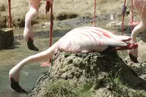 Br�tender Zwergflamingo (Phoeniconaias minor) am 27.6.2010 im Leipziger Zoo.