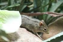 Striemengrasmaus (Rhabdomys pumilio) am 27.6.2010 im Leipziger Zoo.