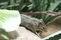Striemengrasmaus (Rhabdomys pumilio) am 27.6.2010 im Leipziger Zoo.