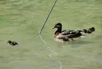 Stockente mit K�ken in Salzburg - 25.04.2012