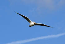 Mwe am Rhein in Bonn beim berflug mit Brot im Schnabel - 27.01.2012