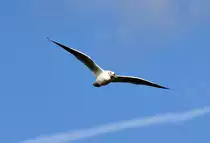 M�we am Rhein in Bonn beim �berflug mit Brot im Schnabel - 27.01.2012