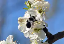 Sandbiene (Andrena cineraria) Weibchen auf einer Bl�te im heimischen Garten - 08.04.2012