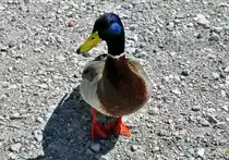 Stockenten-Erpel am K�nigssee - 26.04.2012