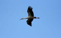 Storch am 09.06.2012.