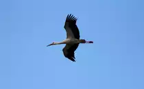 Storch am 09.06.2012.