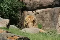 Angola-L�we (Panthera leo bleyenberghi) am 27.6.2010 im Leipziger Zoo.