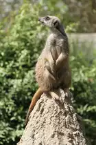 Erdm�nnchen (Suricata suricatta) am 27.6.2010 im Leipziger Zoo.