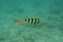 Ein kleiner bissiger Sechsstreifen-Junker (Thalassoma hardwicke). Ari-Atoll, Malediven