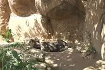 T�pfelhy�ne (Crocuta crocuta) am 27.6.2010 im Leipziger Zoo.