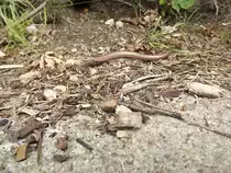 Blindschleiche am Zschopauufer in Fl�ha-Plaue. 09.06.2012