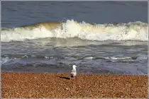 Kann man schon ein Bad wagen? scheint sich diese M�we am Kiesstrand von Dover zu fragen. 04.06.2012