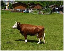 Ein besonders schnes Exemplar fotografiert in Chteau d'Oex (CH) am 28.05.2012. (Hans)