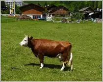 Ein besonders sch�nes Exemplar fotografiert in Ch�teau d'Oex (CH) am 28.05.2012. (Hans)