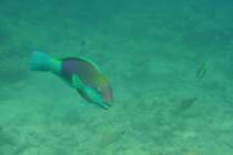 Ein Kugelkopf-Papageienfisch (Chlorurus sordidus
) in einem Riff innerhalb des Atolls.Malediven, Ari-Atoll am 11.11.2007. 
