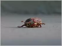 Unter den w�rmenden Sonnstrahlen des 25.05.2012 drehte sich der Maik�fer um und stand noch etwas wacklig auf den Beinen. 25.05.2012 (Jeanny)