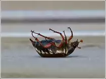 Ein Maik�fer lag morgens um 07.40 Uhr noch flugunf�hig auf dem R�cken. 25.05.2012 (Jeanny)