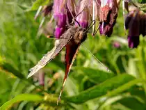  Kleiner Fuchs(Aglais urticae) holt sich mit seiner langen flinken Zunge Nektar aus den Bl�ten; 120527