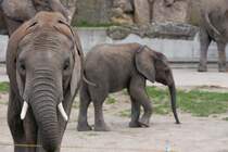 Bodyguard (oder Rsselguard?) fr Elefantenkind Tuluba im Wiener Zoo Schnbrunn. (12.6.2012)