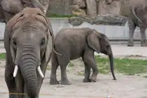 Bodyguard (oder R�sselguard?) f�r Elefantenkind Tuluba im Wiener Zoo Sch�nbrunn. (12.6.2012)