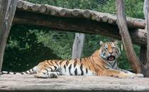 Tigerdame Ina wnscht nicht in ihrer Mittagsruhe gestrt zu werden. (Tiergarten Schnbrunn, Wien, 12.6.2012)