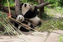 Mahlzeit! Pandakind Fu Hu und Mama Yang Yang kmmern sich voller Hingabe um den Verzehr der dargereichten Bambus-Kstlichkeiten. (12.6.2012, Tiergarten Schnbrunn, Wien)