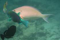 Fischkonferenz zwischen einem Kugelkopf-Papageifisch, einem Langnasen-Papageifisch(Hipposcarus harid), einem Sechstreifen-Junker und einem Schwarzen Drckerfisch im Riff am Ari-Atoll, Malediven.
