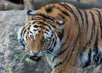 Tigerdame Kyra ist von den  Zwillingsmdchen  im Tiergarten Schnbrunn im Normalfall die sanftmtigere. Auch wenn sie hier nicht so ausschaut und obendrein den Eindruck erweckt, sie htte ins Gras gebissen. (20.3.2012)