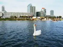 Einsamer Schwan vor der Skyline-Kulisse des 22. Wiener Bezirks. (Neue Donau, 1.8.2009)