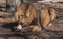 Mahlzeit, Leo! Und nein, vom Fotografen hat er das Teil nicht! ;) (Wien, Tiergarten Schnbrunn, 20.3.2012)