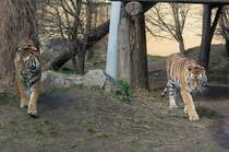 Die Tigerzwillinge von Schnbrunn: Links Kyra, rechts Ina. Mit ein bisschen bung ist es nicht zu schwer, die beiden sibirischen Gestreiften auseinander zu halten. (Wien, 20.3.2012)