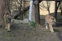 Die Tigerzwillinge von Sch�nbrunn: Links Kyra, rechts Ina. Mit ein bisschen �bung ist es nicht zu schwer, die beiden sibirischen Gestreiften auseinander zu halten. (Wien, 20.3.2012)