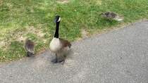 Eine Gans mit ihren zwei Kken am North Shore Trail in Pittsburg, PA (8.6.09)